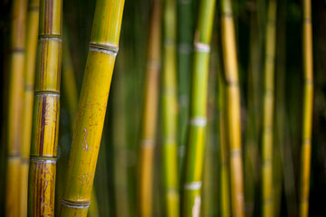 Las Maravillas del Bambú